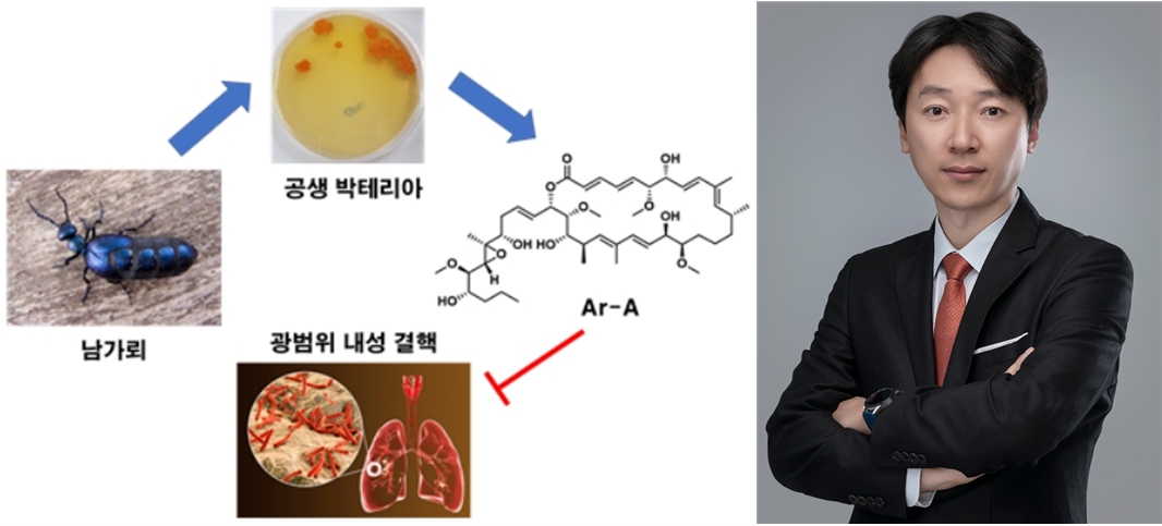 곤충 공생 박테리아에서 항생제 내성 결핵 치료 물질 발견